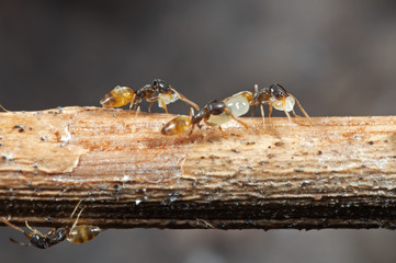 Macro Photo of Group of Tiny Ants Carrying Pupae and Running on Stick, Teamwork Concept