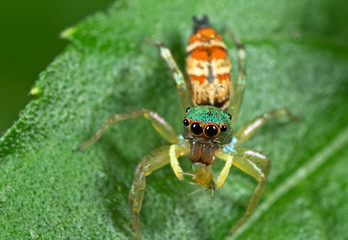 Macro Photo of Colorful Jumping Spider with Prey on Green Leaf