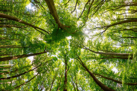 Fototapeta Green treetops in the forest as a background