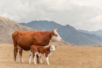 Fototapeta na wymiar Cow and calf standing on a autumn meadow