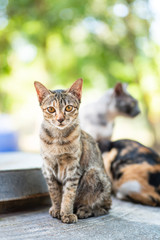Beautiful young tabby cat is sitting, cute pets