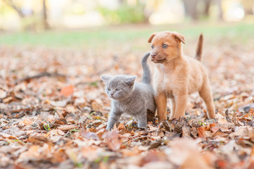 Naklejka na ściany i meble mongrel puppy and tiny kitten stand together on autumn leaves