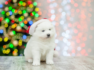 Samoyed puppy in red santa hat sitting on a background of the Christmas tree