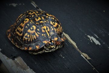 Close up of Box Turtle
