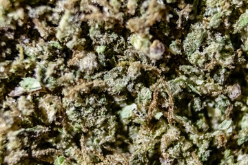 Macro close up of the inside of a marijuana grinder with mulched up bud coated in crystal