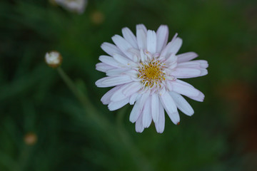 Obraz premium flower in the morning