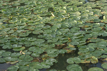 Swamp Lilly Pad
