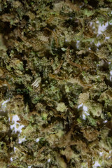 Ground marijuana spread out on a white background close up using a macro extension set