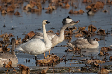Trumpeting Swan