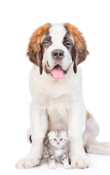 St. Bernard Puppy Sitting With A Kitten. Isolated On White Background