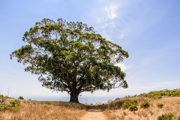 Eucalyptus tree growing on the hills of Marin County; the Pacific Ocean coastline and blue sky in the background; walking path and dry grass in the foreground; north San Francisco bay area, California