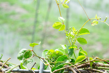 green lave with blurred background
