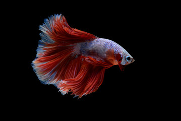Fototapeta premium Halfmoon Betta Fish
