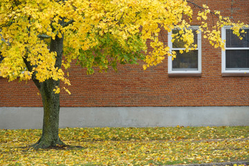 autumn yellow trees with fallen leaves in front of the building