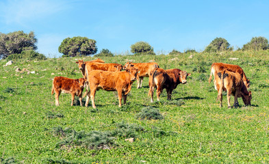 Naklejka na ściany i meble Cows outdoors in the fields of Cadiz