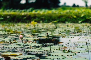 water lilies and floating leaves with beautiful bokeh in a pond.