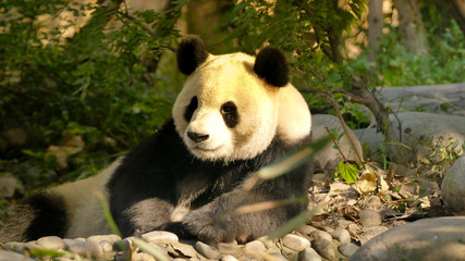 Obraz premium Sichuan