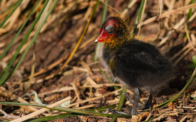 Baby coot bird in the grass