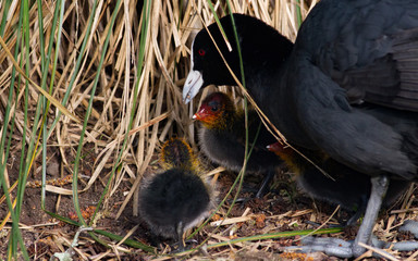 Baby coot bird in the grass