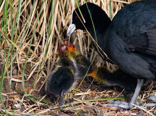 Baby coot bird in the grass