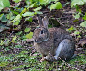 Naklejka na ściany i meble Rabbit in a garden feeding on grass