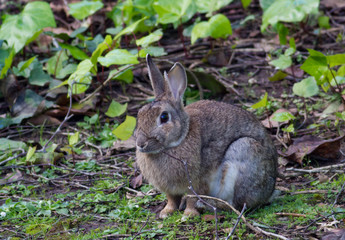 Rabbit in a garden feeding on grass