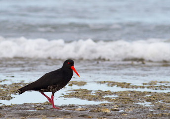 Pied oystercatcher in the surf