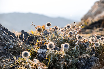 Eggplants in the sunset with backlight
