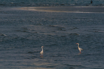 Fototapeta na wymiar 海に立つ２羽の白鷺