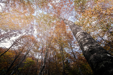 Fototapeta premium autumn fields