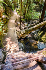 Wooden ladder and narrow trail following a creek flowing through the woods of in Mt Tamalpais State Park, Marin County, north San Francisco bay area, California