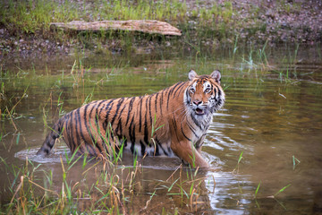 Amur Tiger Sriding through the Water with some Reflection