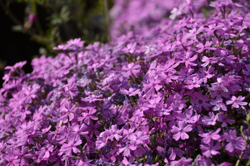 Obraz premium 芝桜