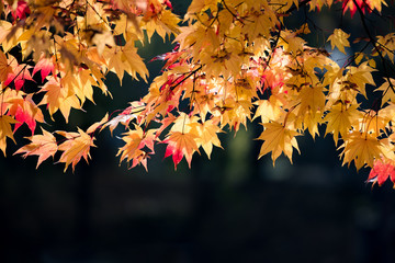 Naklejka na ściany i meble Maple leaves, autumn colors in Japan, Fall foliage season with blue sky and clear day.