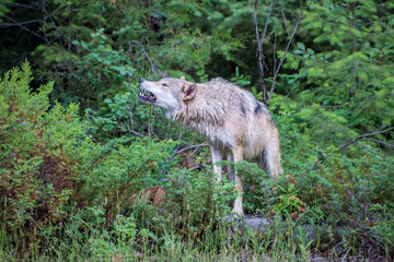 Tundra Wolf Howling at the Edge of the Forest