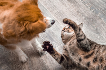 Cat and dog play together. Close-up
