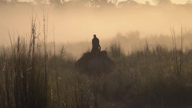 People Transport Grass on Elephant in Chitwan National Park in Nepal