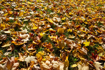 Fall color tour.