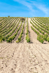 Fototapeta na wymiar Vineyards in Cadiz on a sunny day
