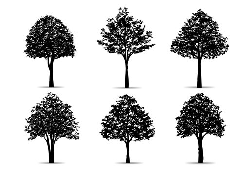 Set of tree silhouettes isolated on white background for landscape design and architectural compositions with backgrounds. Vector.