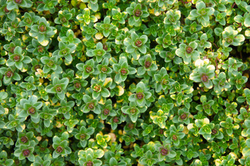 Thymus citriodorus or lemon thyme or  doone valley green plant background
