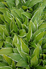 Hosta fortunei albomarginata green plant