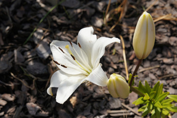 White lilly one blossoming flower