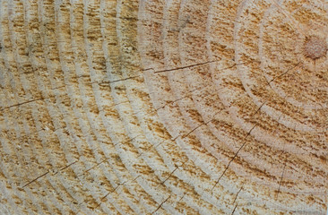 Fototapeta premium Texture and wood patterns