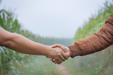 Two man farmer shaking hands on corn leaves.