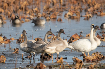 A Family of Swans