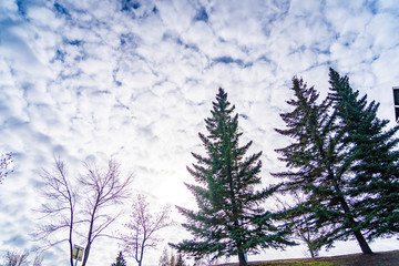 Trees in urban park with cloudy sky as background