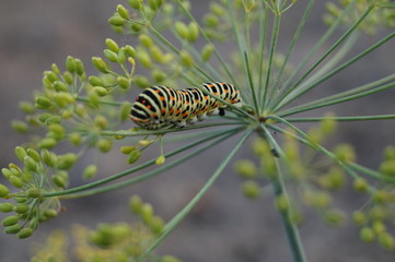 природа