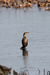 Cormorant on Ice