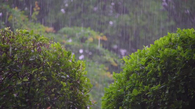 4K there is a strong summer tropical rain on the background